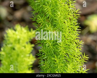 Spargel densiflorus oder Spargelfarnblätter in Nahaufnahme. Fuchsschwanz-Spargel oder Flaumfarn hellgrüne Blätter. Stockfoto
