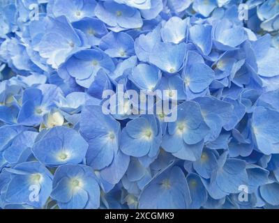 Hellblaue Hortensie Blumen ästhetischer Hintergrund. Hortensia blühende Pflanze. Hortensie macrophylla in Blüte. Stockfoto