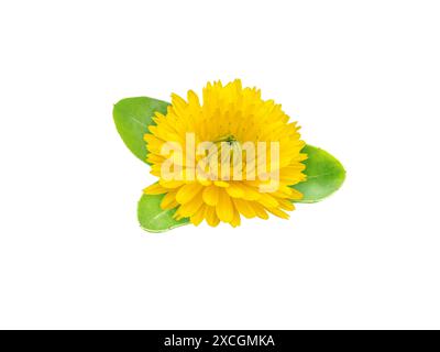 Calendula oder Ringelblume blühende Heilpflanze. Calendula officinalis hellgelbe Blüte und grüne Blätter isoliert auf weiß. Stockfoto