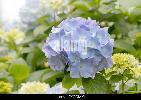 Hellblauer Hortensie-Blütenkopf und blassgelbe Knospen. Hortensia blühende Pflanze. Hortensie macrophylla in Blüte. Stockfoto