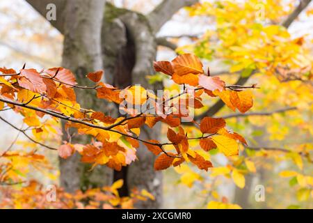 Magischer Herbst im Wald in den Kleinen Karpaten, Herbstfarbpalette, Orange- und Goldtöne der Blätter, Buchenwald in Herbstfarben Stockfoto