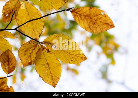 Magischer Herbst im Wald in den Kleinen Karpaten, Herbstfarbpalette, Orange- und Goldtöne der Blätter, Buchenwald in Herbstfarben Stockfoto