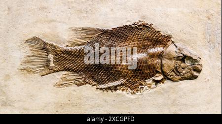 Prähistorische Fischfossilien in Stein Stockfoto