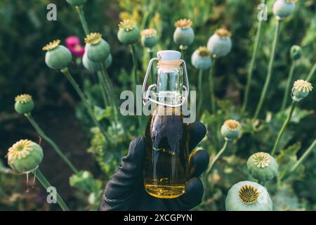 Landwirt, der eine Flasche Opiummohn oder Mohnöl auf dem Feld hält, selektiver Fokus Stockfoto