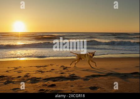 Gelber labrador, der bei Sonnenaufgang am Strand läuft und springt Stockfoto