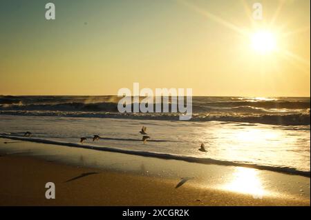 Piping Plovers fliegen über Wasser an Cape Hatteras National Seashore Stockfoto