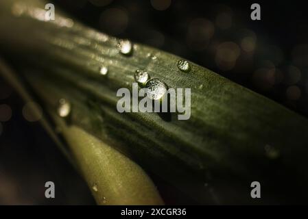 Nahaufnahme von Wassertropfen auf grünem Aloe-Blatt im Sonnenlicht Stockfoto