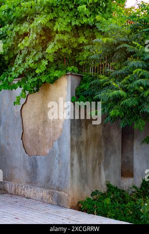 Alte Mauer und Blätter. Stockfoto
