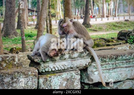 Zwei Affen, die sich auf den antiken Ruinen von angkor in kambodscha aufhalten. Zwei Affen interagieren, während sie auf alten Ruinen im angkor Wat sitzen. Stockfoto