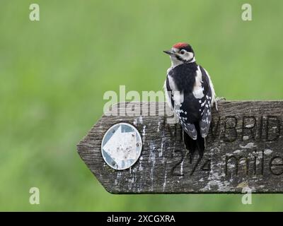 Großspecht, Dendrocopos Major, junger Jungvogel auf dem Fußwegsschild, Worcestershire, Juni 2024 Stockfoto