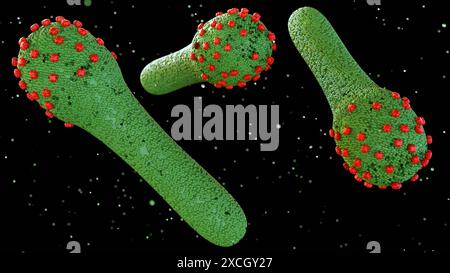 3D-Rendering des Baculovirus Lebenszyklus sind bekannt, Insekten zu infizieren, das Knospen Virus (BV) wird aus den infizierten Wirtszellen freigesetzt Stockfoto