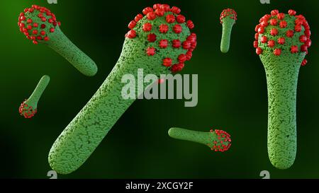 3D-Rendering des Baculovirus Lebenszyklus sind bekannt, Insekten zu infizieren, das Knospen Virus (BV) wird aus den infizierten Wirtszellen freigesetzt Stockfoto