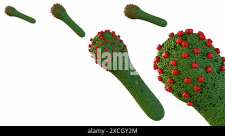 3D-Rendering des Baculovirus Lebenszyklus sind bekannt, Insekten zu infizieren, das Knospen Virus (BV) wird aus den infizierten Wirtszellen freigesetzt Stockfoto