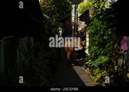 Zentrum Von Jakarta, Jakarta, Indonesien. Juni 2024. Muslime bereiten Opferkühe zum Schlachten während der Eid al-Adha-Feier in Jakarta vor. (Kreditbild: © Asyraf Rasid/ZUMA Press Wire) NUR REDAKTIONELLE VERWENDUNG! Nicht für kommerzielle ZWECKE! Stockfoto