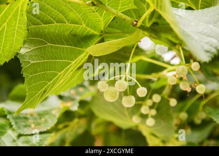 Ungeblühte Knospen von Lindenblüten-Baum-Zweig-Nahaufnahme als floraler Hintergrund Stockfoto