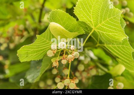 Ungeblühte Knospen von Lindenblüten-Baum-Zweig-Nahaufnahme als floraler Hintergrund Stockfoto