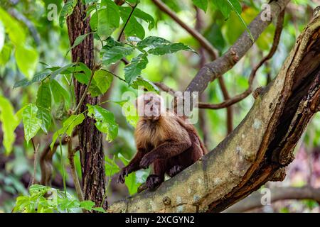 Verschiedene Weißfrontcapuchin (Cebus versicolor), Arten von grazilen Kapuzineraffen. Tayrona Nationalpark, Magdalena Departement. Kolumbianische Tierwelt. Stockfoto