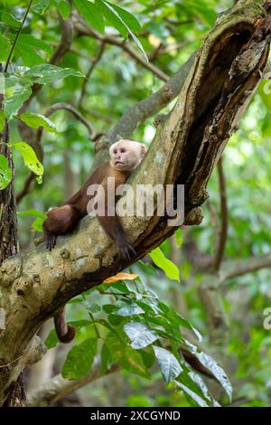 Verschiedene Weißfrontcapuchin (Cebus versicolor), Arten von grazilen Kapuzineraffen. Tayrona Nationalpark, Magdalena Departement. Kolumbianische Tierwelt. Stockfoto