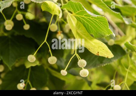 Ungeblühte Knospen von Lindenblüten-Baum-Zweig-Nahaufnahme als floraler Hintergrund Stockfoto