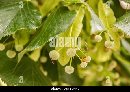 Ungeblühte Knospen von Lindenblüten-Baum-Zweig-Nahaufnahme als floraler Hintergrund Stockfoto