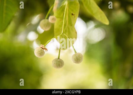 Ungeblühte Knospen von Lindenblüten-Baum-Zweig-Nahaufnahme als floraler Hintergrund Stockfoto