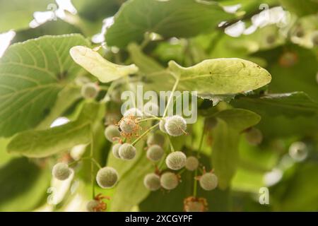 Ungeblühte Knospen von Lindenblüten-Baum-Zweig-Nahaufnahme als floraler Hintergrund Stockfoto