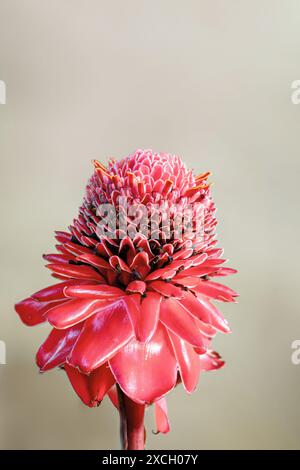 Etlingera elatior, Blume bekannt als Fackel Ingwer, Ingwerblüte, rote Ingwerlilie, Fackelblüte, Fackellilie, wilder Ingwer. Santander Departement, Kolumbien Stockfoto