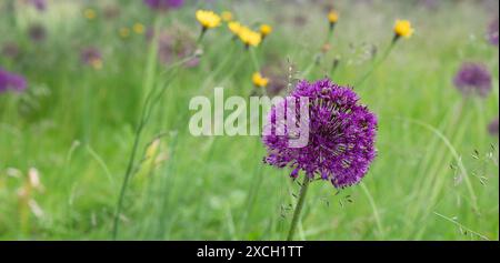 Violette Allium-Blüte wächst zwischen wildem Gras im Garten. Stockfoto