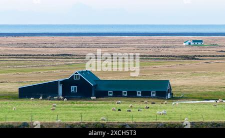 Ein großes Gewächshaus befindet sich auf einem Feld mit einer Schafherde in der Nähe. Die Szene ist friedlich und ruhig, mit dem Ozean im Hintergrund Stockfoto