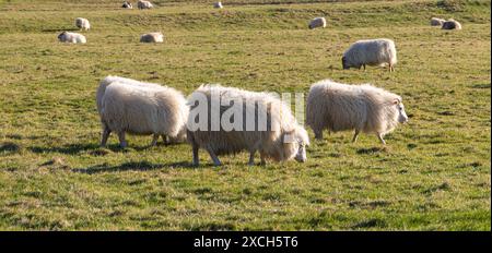 Eine Schafherde weidet auf einem Feld. Die Schafe haben alle unterschiedliche Größen und sind über das Feld verteilt. Die Szene ist friedlich und ruhig, wie die SH Stockfoto