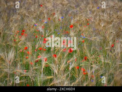 Sieversdorf, Deutschland. Juni 2024. Blaue Kornblumen und rote Mohnblumen blühen auf einem Maisfeld. Zu Beginn der Woche sorgen Gewitter, Regen und starke Windböen für unangenehmes Wetter in Berlin und Brandenburg. Andernfalls prognostiziert der Deutsche Wetterdienst (DWD), dass der Himmel am Montag teilweise bewölkt sein wird. Vereinzelte Schauern fallen. Quelle: Patrick Pleul/dpa/ZB/dpa/Alamy Live News Stockfoto