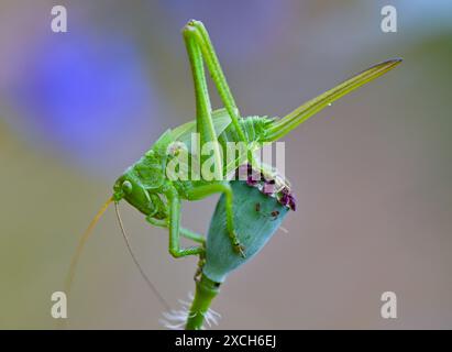 Sieversdorf, Deutschland. Juni 2024. Ein noch junges Exemplar der Art Grüner Heuschrecken (Tettigonia viridissima) ist am Rand eines Feldes auf der Samenkapsel eines verblassten Mohns zu sehen. Zu Beginn der Woche sorgen Gewitter, Regen und starke Windböen für unangenehmes Wetter in Berlin und Brandenburg. Andernfalls prognostiziert der Deutsche Wetterdienst (DWD), dass der Himmel am Montag teilweise bewölkt sein wird. Vereinzelte Schauern fallen. Quelle: Patrick Pleul/dpa/ZB/dpa/Alamy Live News Stockfoto