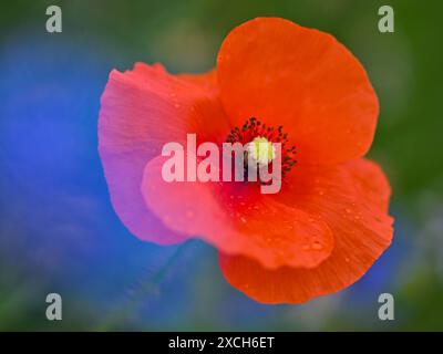 Sieversdorf, Deutschland. Juni 2024. Regentropfen sind auf den Blütenblättern einer Mohnblume zu sehen. Zu Beginn der Woche sorgen Gewitter, Regen und starke Windböen für unangenehmes Wetter in Berlin und Brandenburg. Andernfalls prognostiziert der Deutsche Wetterdienst (DWD), dass der Himmel am Montag teilweise bewölkt sein wird. Vereinzelte Schauern fallen. Quelle: Patrick Pleul/dpa/ZB/dpa/Alamy Live News Stockfoto