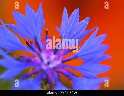 Sieversdorf, Deutschland. Juni 2024. Die Blüte einer Kornblume leuchtet intensiv blau auf den roten Blütenblättern des Mohns. Zu Beginn der Woche sorgen Gewitter, Regen und starke Windböen für unangenehmes Wetter in Berlin und Brandenburg. Andernfalls prognostiziert der Deutsche Wetterdienst (DWD), dass der Himmel am Montag teilweise bewölkt sein wird. Vereinzelte Schauern fallen. Quelle: Patrick Pleul/dpa/ZB/dpa/Alamy Live News Stockfoto