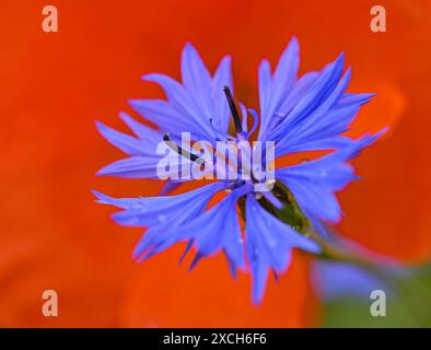 Sieversdorf, Deutschland. Juni 2024. Die Blüte einer Kornblume leuchtet intensiv blau auf den roten Blütenblättern des Mohns. Zu Beginn der Woche sorgen Gewitter, Regen und starke Windböen für unangenehmes Wetter in Berlin und Brandenburg. Andernfalls prognostiziert der Deutsche Wetterdienst (DWD), dass der Himmel am Montag teilweise bewölkt sein wird. Vereinzelte Schauern fallen. Quelle: Patrick Pleul/dpa/ZB/dpa/Alamy Live News Stockfoto