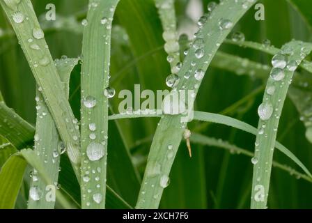 Grasblätter mit Wassertropfen, Ziergras nach Regen wechseln, Nahaufnahme. Gattung Panicum virgatum. Trencin, Slowakei Stockfoto