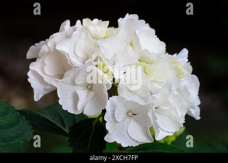 Hortensie Macrophylla, hortensia Blume, Nahaufnahme. Weiß, voller Blüte. Isoliert auf dunklem Hintergrund. Trencin, Slowakei Stockfoto