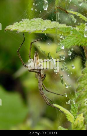 Spinnen im Kindergarten, Pisaura mirabilis sitzt auf einem Spinnennetz mit Wassertropfen. Am Morgen Tau. Seitenansicht, Nahaufnahme. Trencin, Slowakei Stockfoto