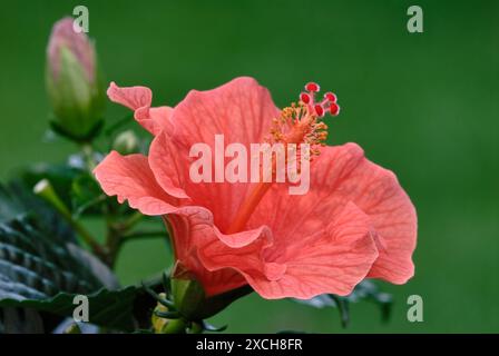 Hibiscus rosa sinensis, chinesische Rosenblume, volle Blüte, Nahaufnahme. Details der orangefarbenen Blütenblätter. Isoliert auf einem natürlichen grünen Hintergrund. Trencin, Slowakei Stockfoto