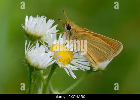 Essex Skipper Schmetterling, Thymelicus lineola, Nahaufnahme. Sitzt auf weißer Gänseblümchenblume. Nach Regen. Unscharfer, naturgrüner Hintergrund. Trencin, Slowakei Stockfoto