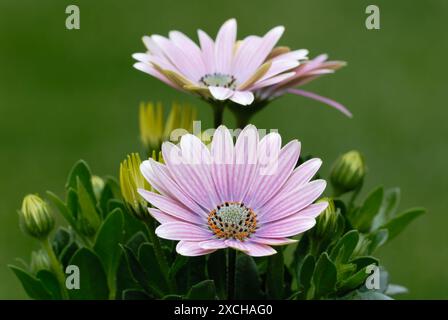 Osteospermum, afrikanische Gänseblümchen mit Knospen, Nahaufnahme. Volle Blüte. Violette Blütenblätter mit orangefarbener Mitte. Isoliert auf grünem Hintergrund. Trencin, Slowakei Stockfoto