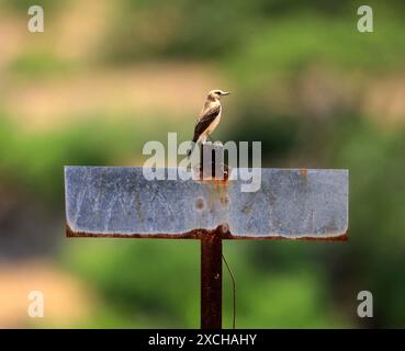 Weibliches Schwarzohr-Wheatear - Oenanthe hispanica, Tilos, Griechenland Stockfoto