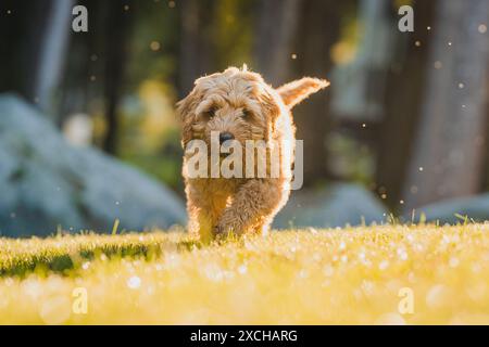 Männlicher Welpe, der bei Sonnenaufgang im Gras läuft Stockfoto