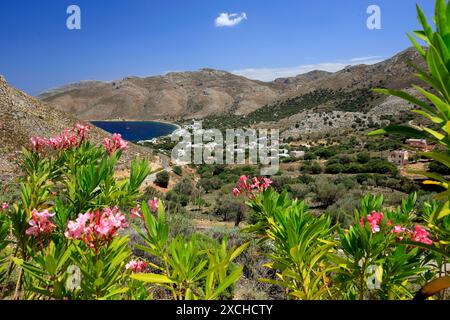 Livadia Bay und Oleander Blumen, Tilos, Dodekanesische Inseln, südliche Ägäis, Griechenland. Stockfoto