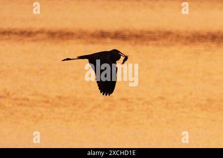 Klitten, Deutschland. Juni 2024. 06.06.2024, Klitten in der Lausitz. Ein grauer Reiher (Ardea cinerea) fliegt im Hintergrund der niedrigen Abendsonne bei Klitten über einen Teich in der Lausitzer Teichlandschaft. Der Reiher hält einen schwarzen Zwergwels (Ameiurus nebulosus), auch bekannt als schwarzer Wels, im Schnabel. Der aus Nordamerika stammende Wels gilt als invasive Art, die heimische Fischarten verdrängt. Kredit: Wolfram Steinberg/dpa Kredit: Wolfram Steinberg/dpa/Alamy Live News Stockfoto