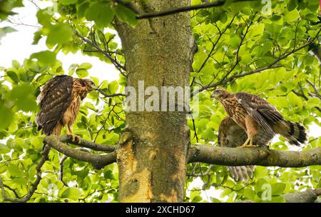 Berlin, Deutschland. Juni 2024. 02.06.2024, Berlin. Zwei junge Goschawks (Accipiter gentilis), sogenannte Nistlinge, sitzen auf einem Baum während eines ihrer ersten Exkursionen vor dem Elternnest. Mit fast hundert Brutpaaren ist die deutsche Hauptstadt auch als „Hauptstadt der Goschawks“ bekannt. Viele der Vögel, die sonst so schüchtern in der Wildnis sind, haben hier etwas von ihrer Angst vor den Menschen verloren und nutzen Gärten und Parks als Jagd- und Brutgebiet. Kredit: Wolfram Steinberg/dpa Kredit: Wolfram Steinberg/dpa/Alamy Live News Stockfoto