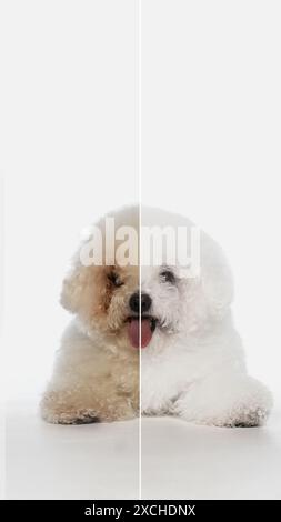 Vor-und-Nachher-Collage von reinrassigem Bichon Frise-Hund, der gepflegt wird. Haustier auf der linken Seite dreckig, auf der rechten Seite sauber und flauschig. Stockfoto