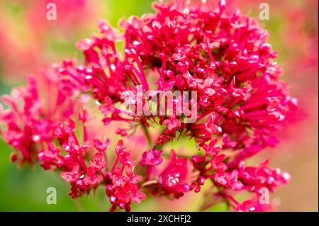 Gartenbaldrian ist eine Blume, die so schön wie geheimnisvoll ist. Auch bekannt als „Jupiterbart“, gehört er zur Familie der caprifoliaceae. Stockfoto