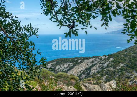 Blick auf das Mittelmeer im Golf von Orosei, eingerahmt von Olivenbaumzweigen aus dem Supramonte-Gebirge, Sardina, Italien Stockfoto