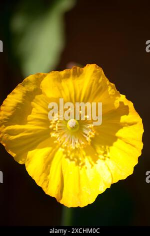 Gelber Mohn (mongolei) in Garden Chard Sommerset England großbritannien Stockfoto